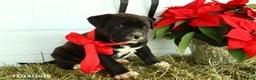 Mixed Breed dogs for sale: Trixie - Ad 2