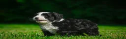Bernedoodle dogs for sale: Gunner - Ad 4