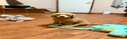 Standard Poodle dogs for sale: Orange  - Ad 2