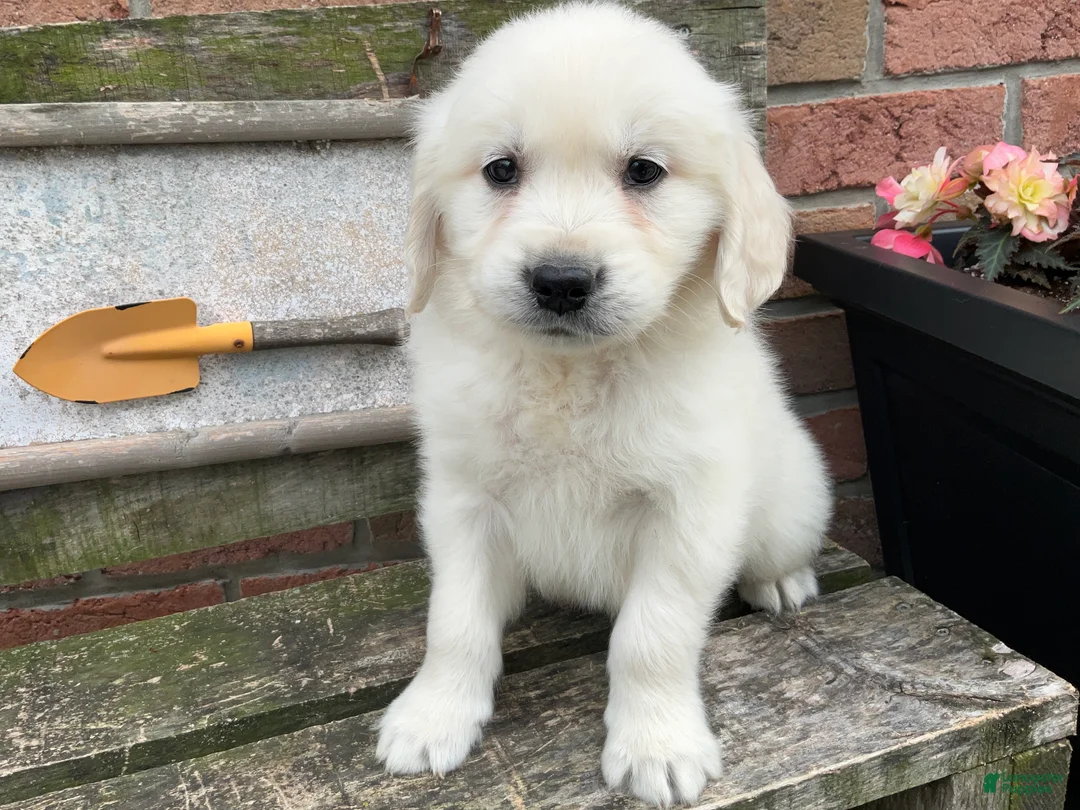 Golden Retriever dogs for sale: Joey - Ad 1