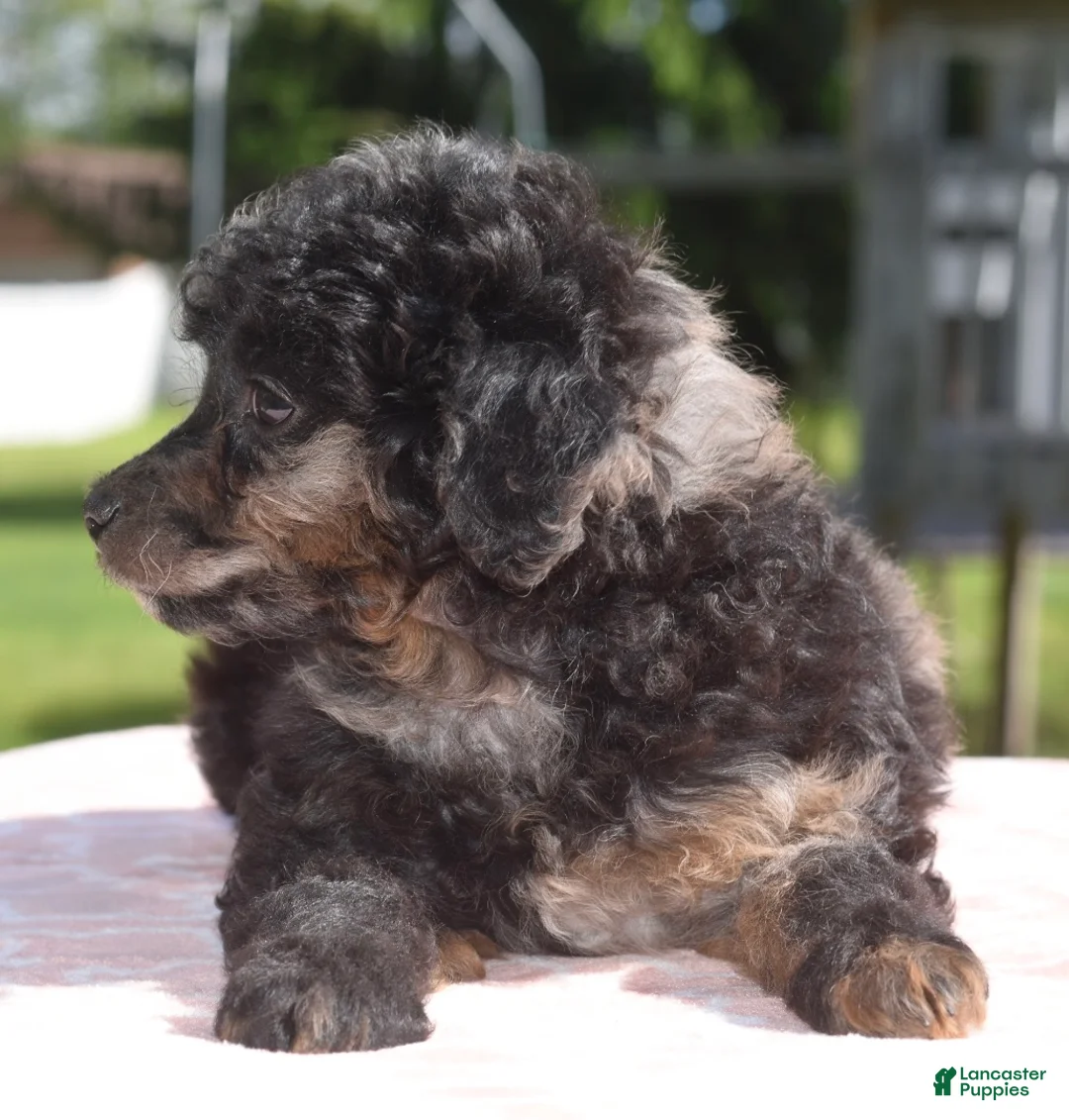 Toy Poodle dogs for sale: Bella Merle female puppy - Ad 13