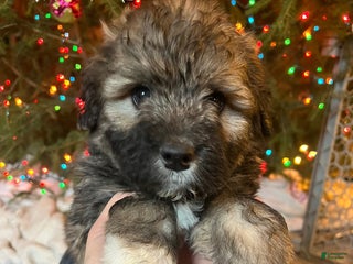 Mixed Breed dogs Hot Cocoa - Ad 33