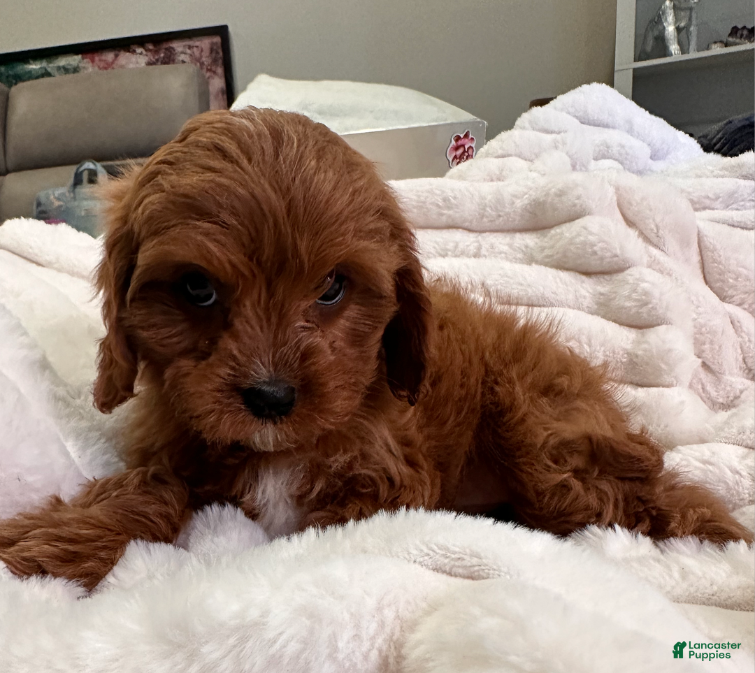 Cavapoo dogs for sale: Pearl- POTTY TRAINING and CRATE TRAINED - Ad 5