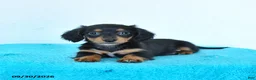 Miniature Dachshund dogs for sale: Cora  - Ad 1
