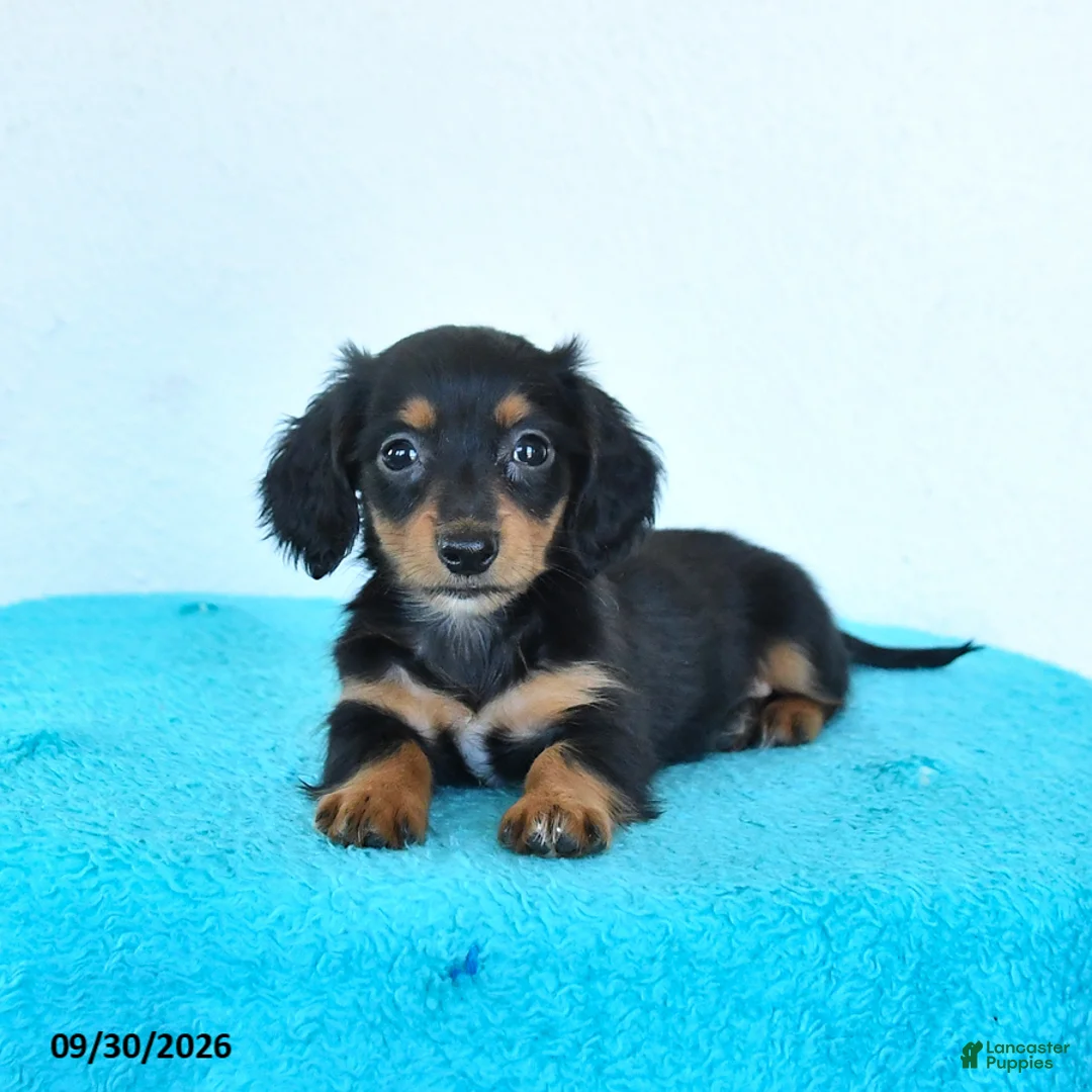 Miniature Dachshund dogs for sale: Cora  - Ad 1
