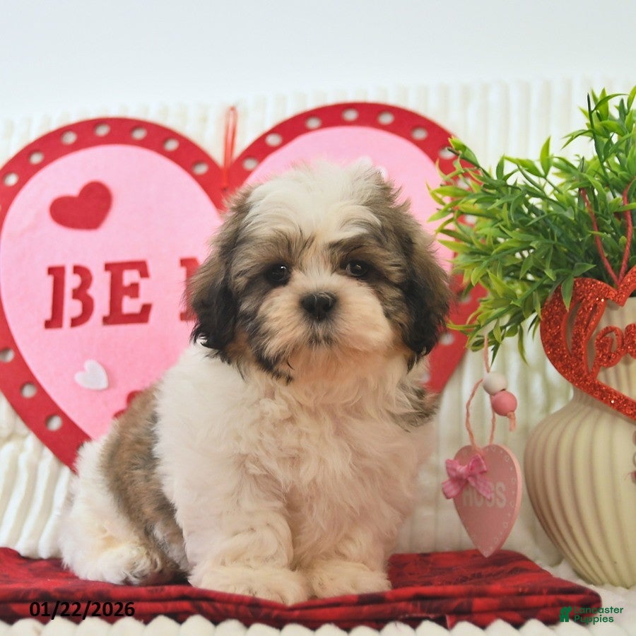 Shih Tzu dogs Remi  - Ad 4