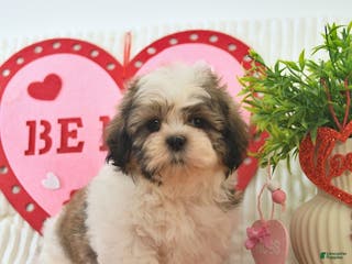 Shih Tzu dogs Remi - Ad 4