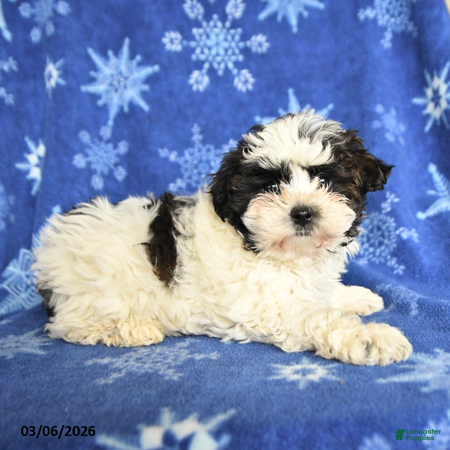 Maltipoo dogs May - Ad 2
