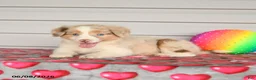 Mixed Breed dogs for sale: Kiwi - Ad 3