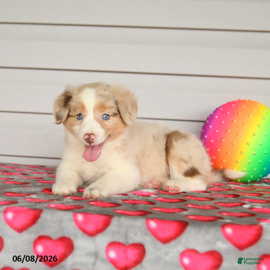 Mixed Breed dogs for sale: Kiwi - Ad 3