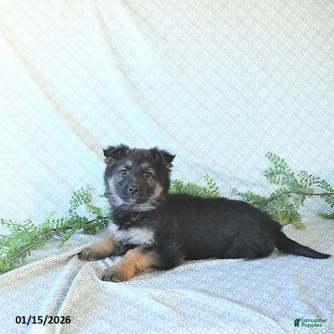 German Shepherd dogs for sale: Mia  - Ad 5