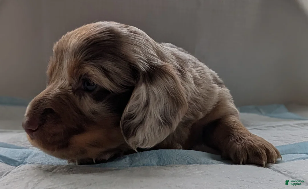 Miniature Dachshund dogs for sale: Spot - Ad 1