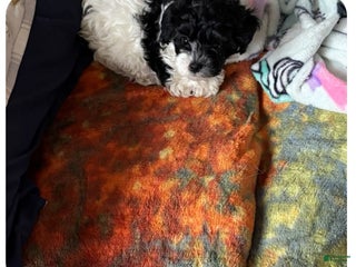 Bichpoo dogs Tucker - Ad 40