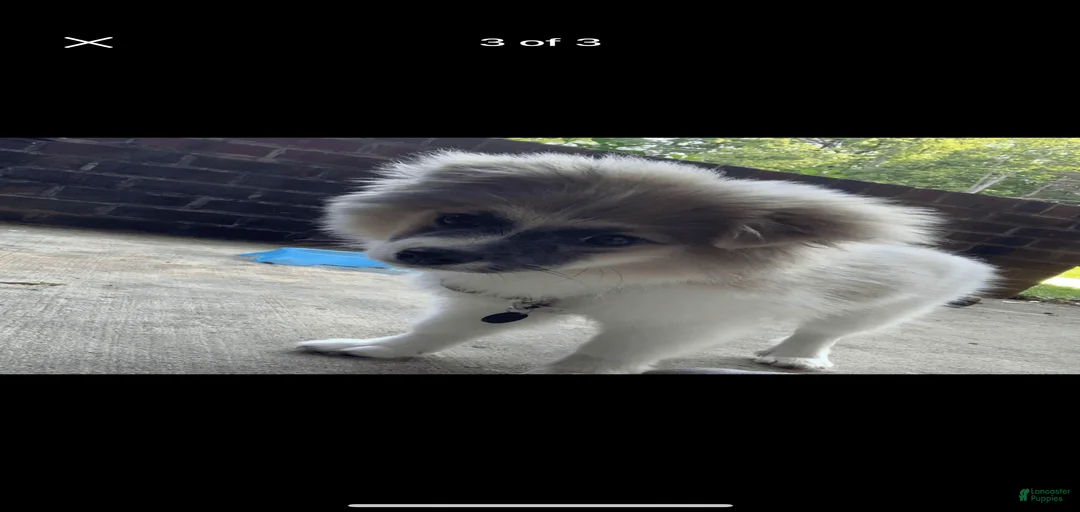 Gallery Image {{count}}