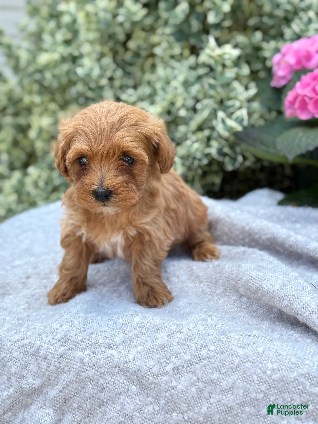 Toy Poodle dogs for sale: Penny - Ad 2