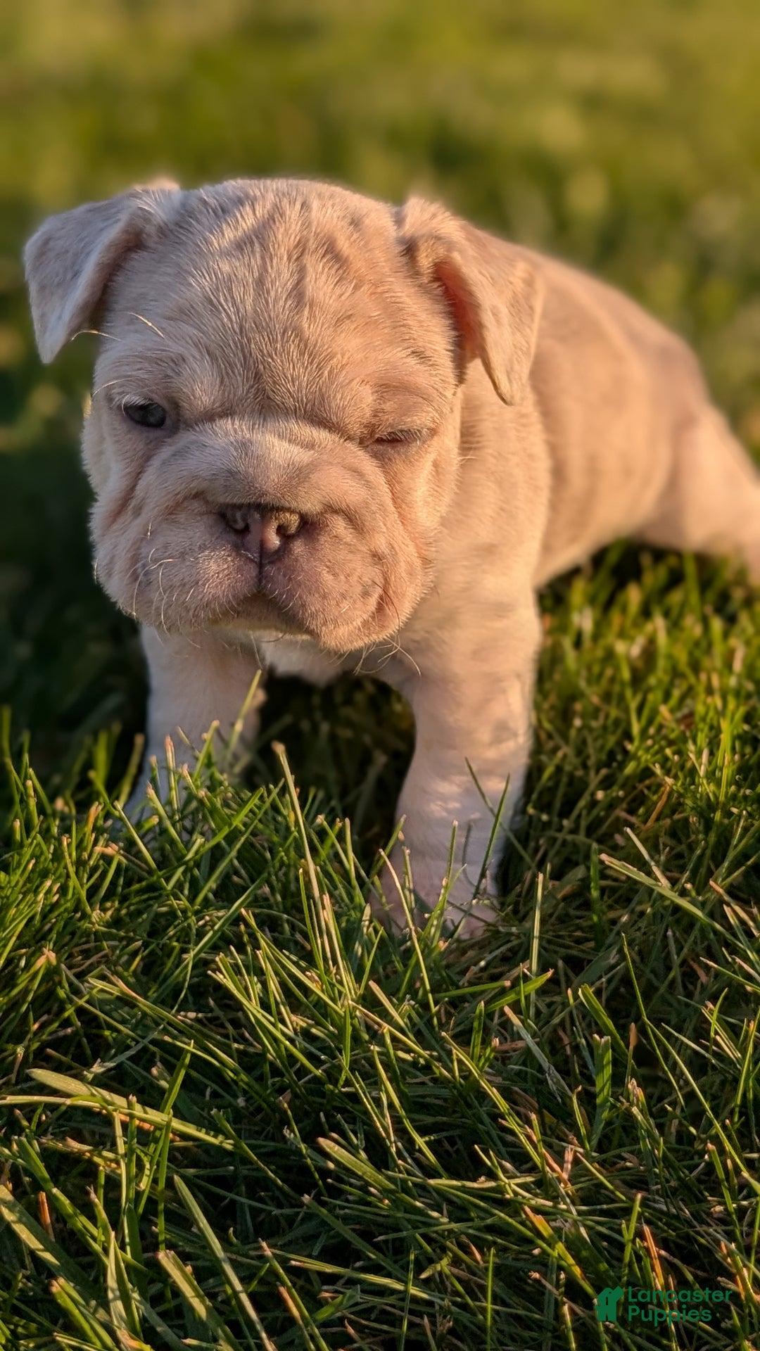 French Bulldog dogs for sale: Tiana - Ad 2