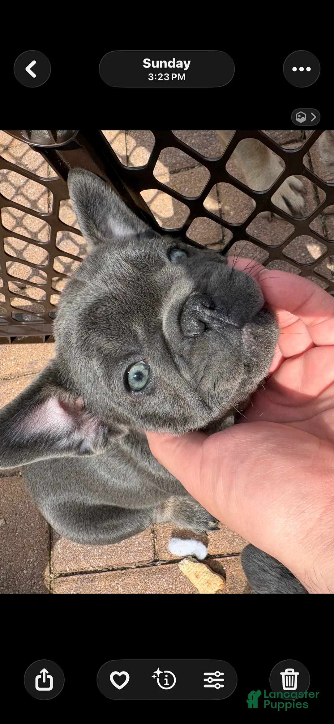 French Bulldog dogs for sale: French Bulldog Puppy 1 - Ad 2