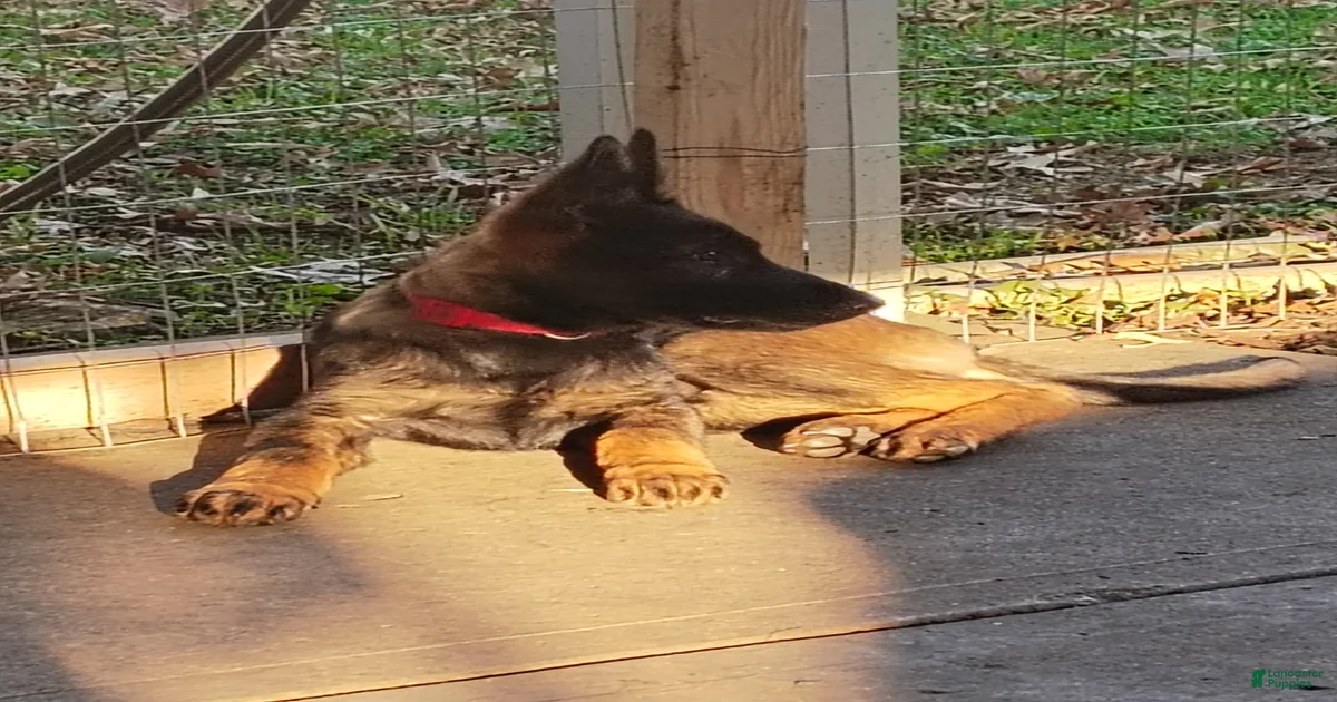 Duke German Shepherd for sale in Dayton | Lancaster Puppies