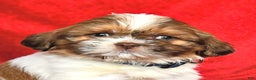 Lhasa Apso dogs for sale: Nancy - Ad 2
