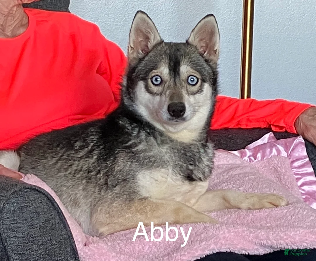 Alaskan Klee Kai dogs for sale: Alaskan Klee Kai Puppy 2 - Ad 2