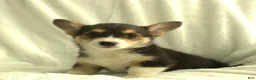 Welsh Corgi Pembroke dogs for sale: Diva - Ad 1