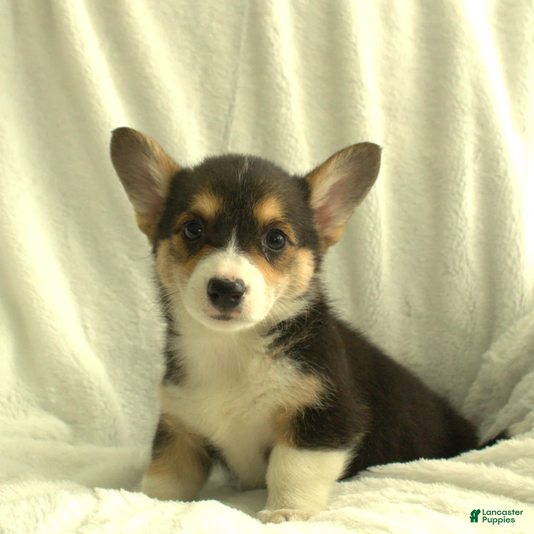 Welsh Corgi Pembroke dogs for sale: Diva - Ad 1