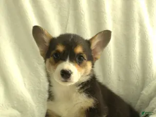 Welsh Corgi Pembroke dogs for sale: Diva - Ad 2