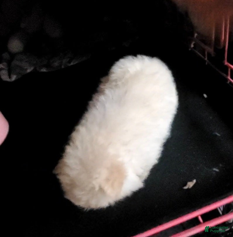 Pomeranian dogs Butterball  - Ad 26