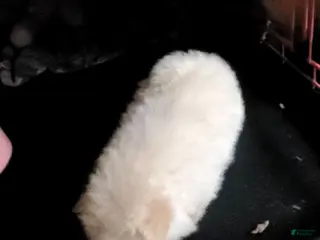 Pomeranian dogs Butterball - Ad 26