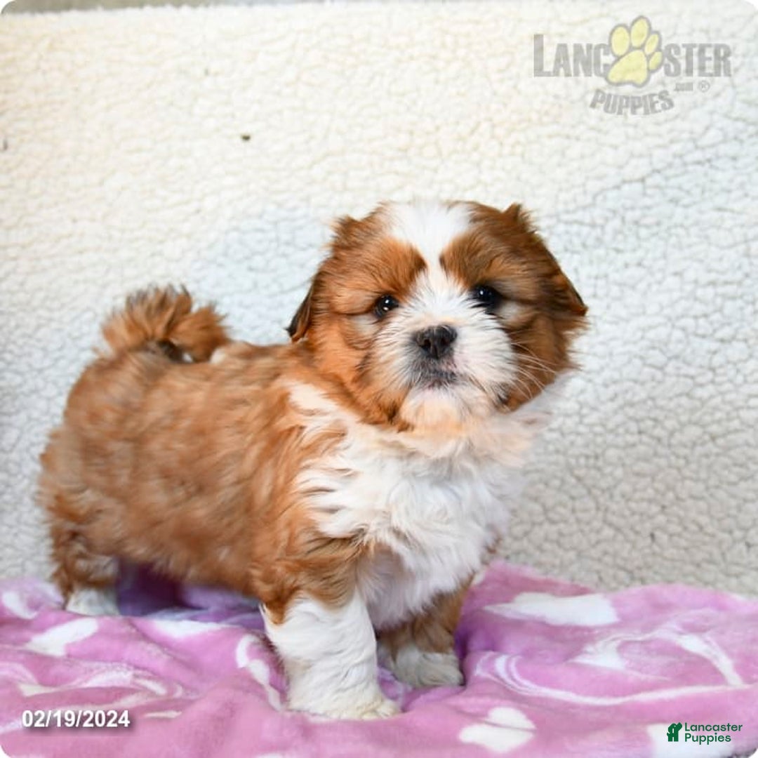 Gallery Image {{count}}