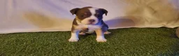 American Bully dogs for sale: American Bully 4 - Ad 1