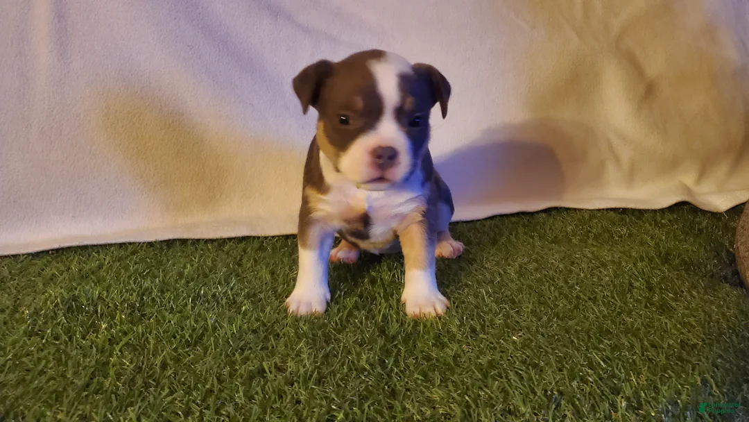 American Bully dogs for sale: American Bully 4 - Ad 1