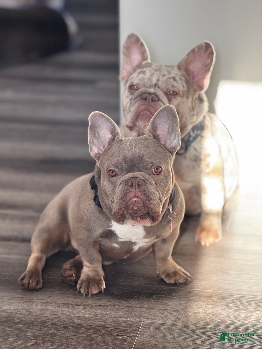 French Bulldog dogs for sale: French Bulldog Puppy 1 - Ad 7