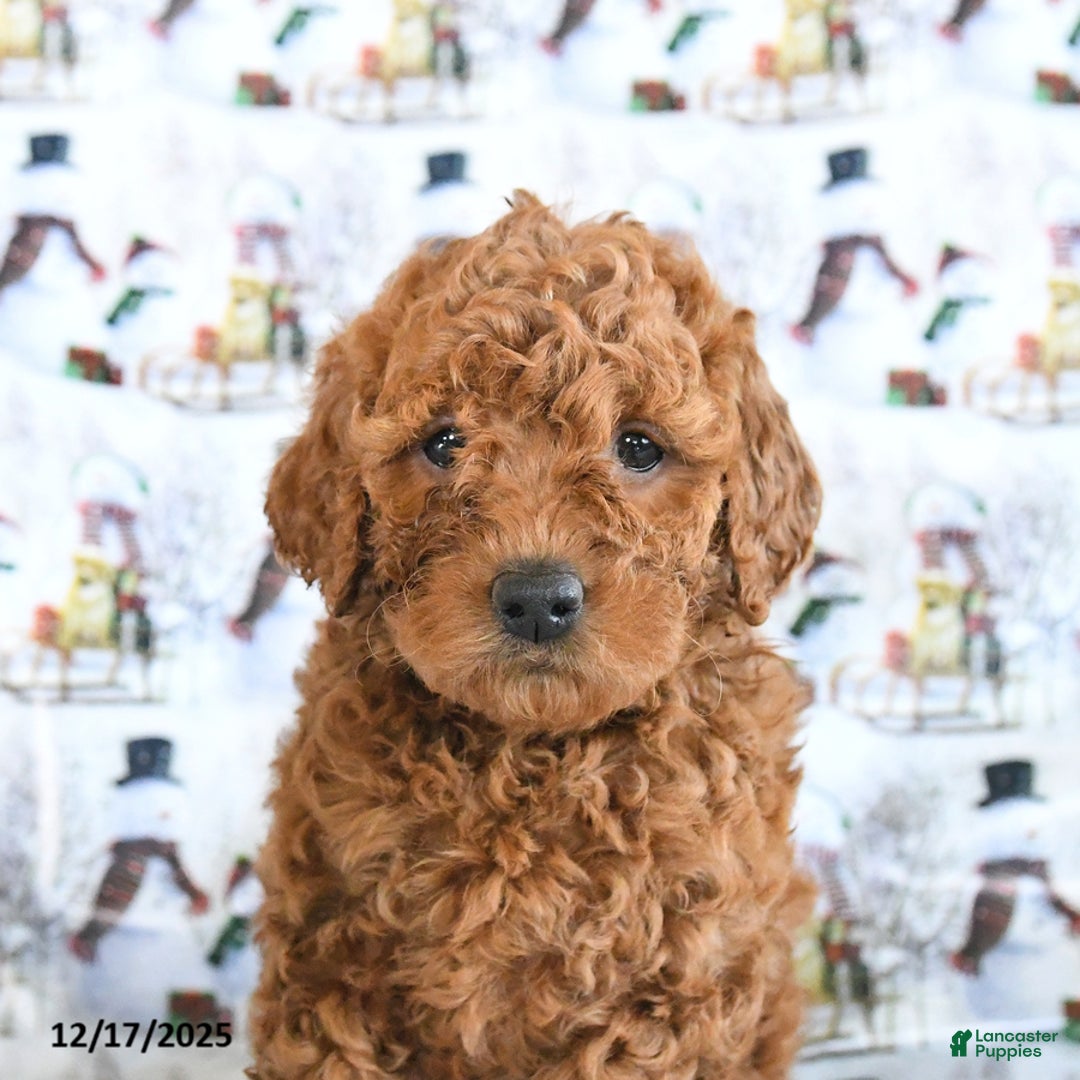 Mini Goldendoodle dogs for sale: Frosty - Ad 5