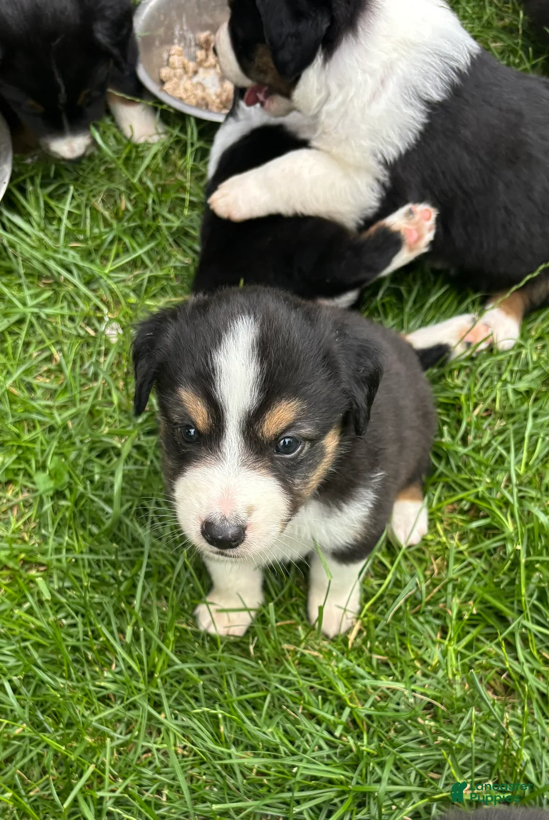 Miniature Australian Shepherd dogs for sale: #6 Black Tri Male - Ad 2