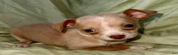 Chihuahua dogs for sale: Biggy  - Ad 5