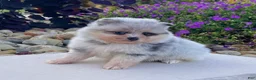 Pomeranian dogs for sale: Frosty - Ad 5