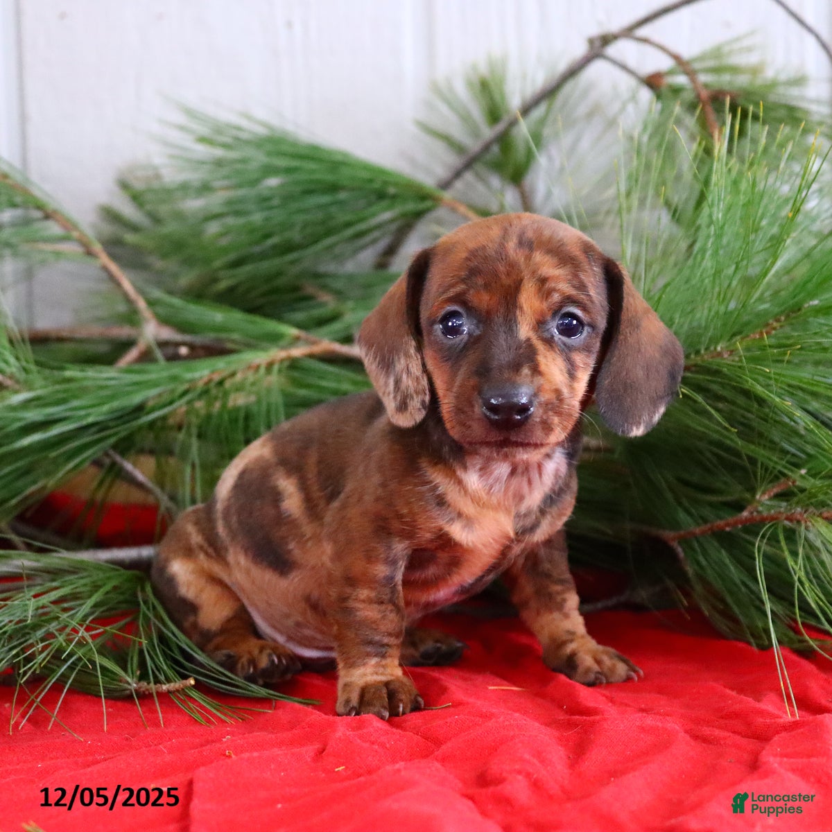 Miniature Dachshund dogs Holly - Ad 15