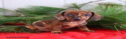 Miniature Dachshund dogs for sale: Holly - Ad 1