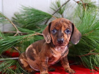 Miniature Dachshund dogs Holly - Ad 2