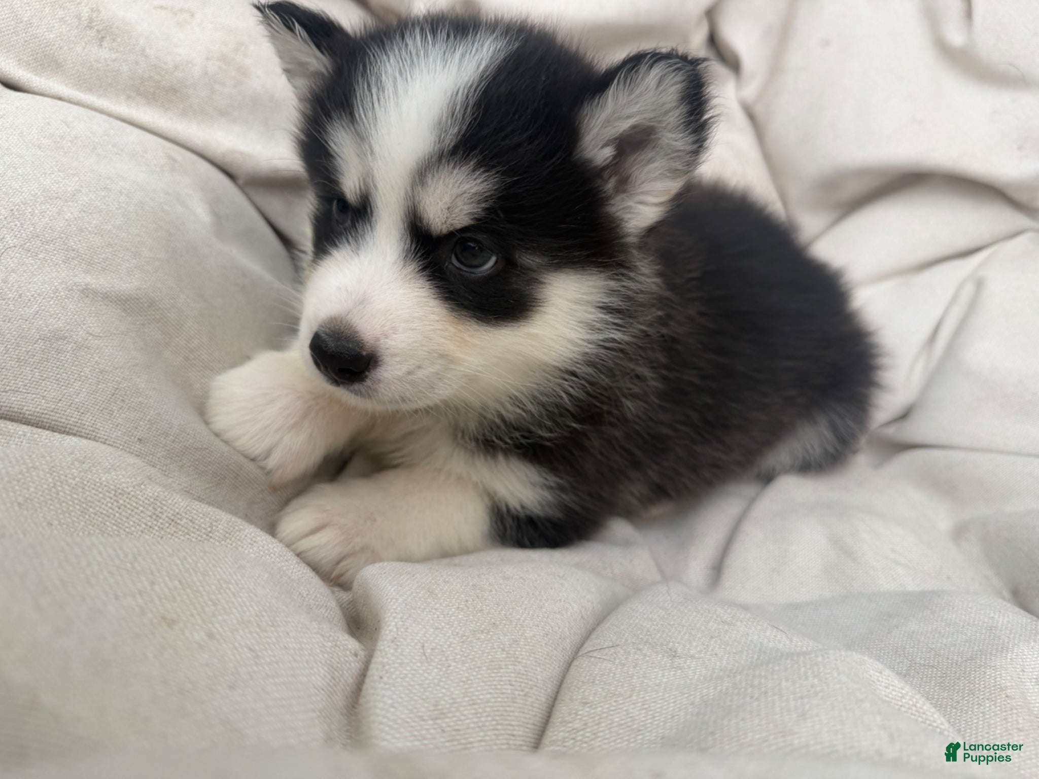 Mixed Breed dogs Willow - Ad 22