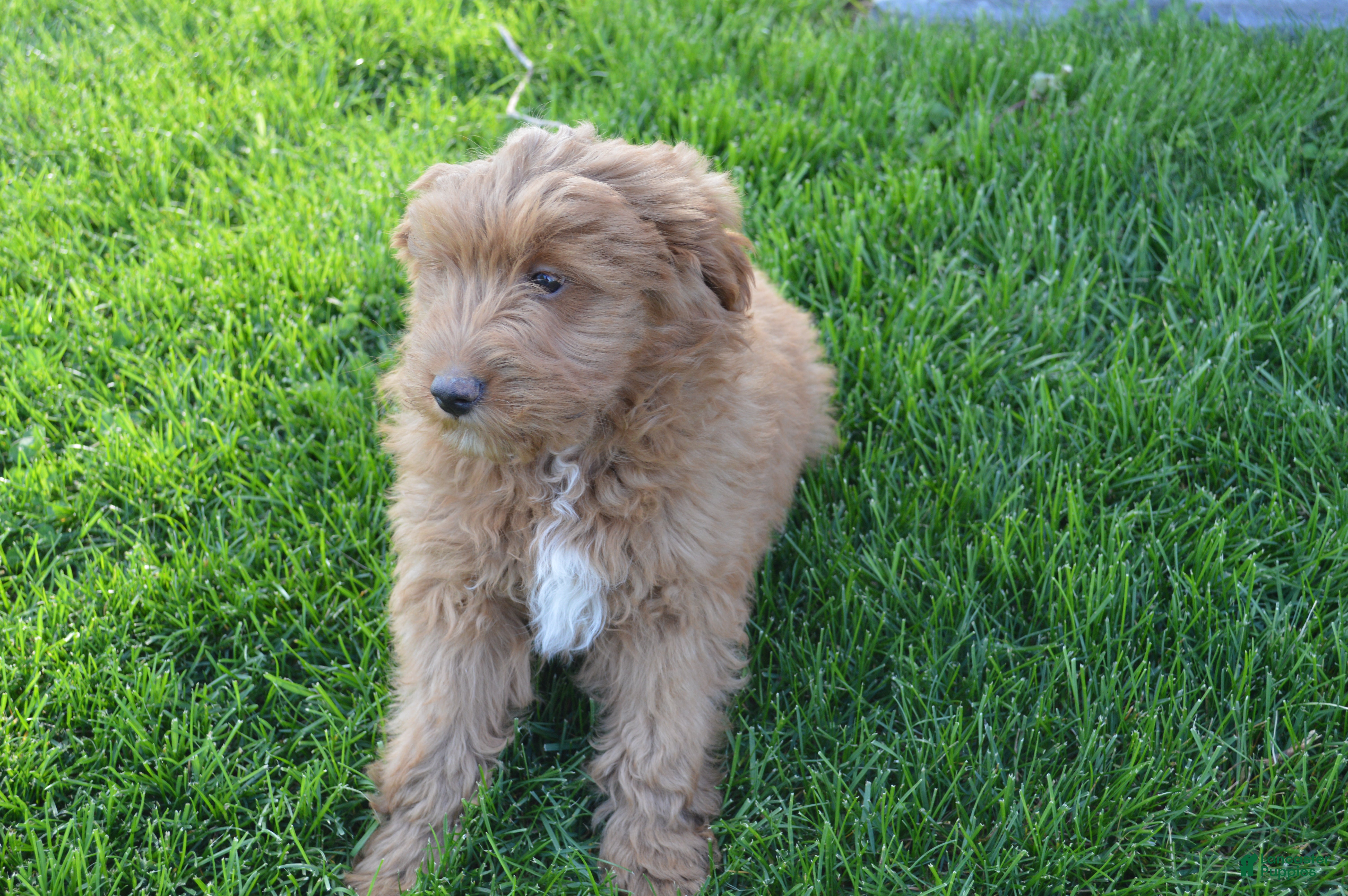 Mini Goldendoodle dogs Shaq - Ad 2