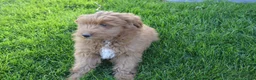 Mini Goldendoodle dogs for sale: Shaq - Ad 2