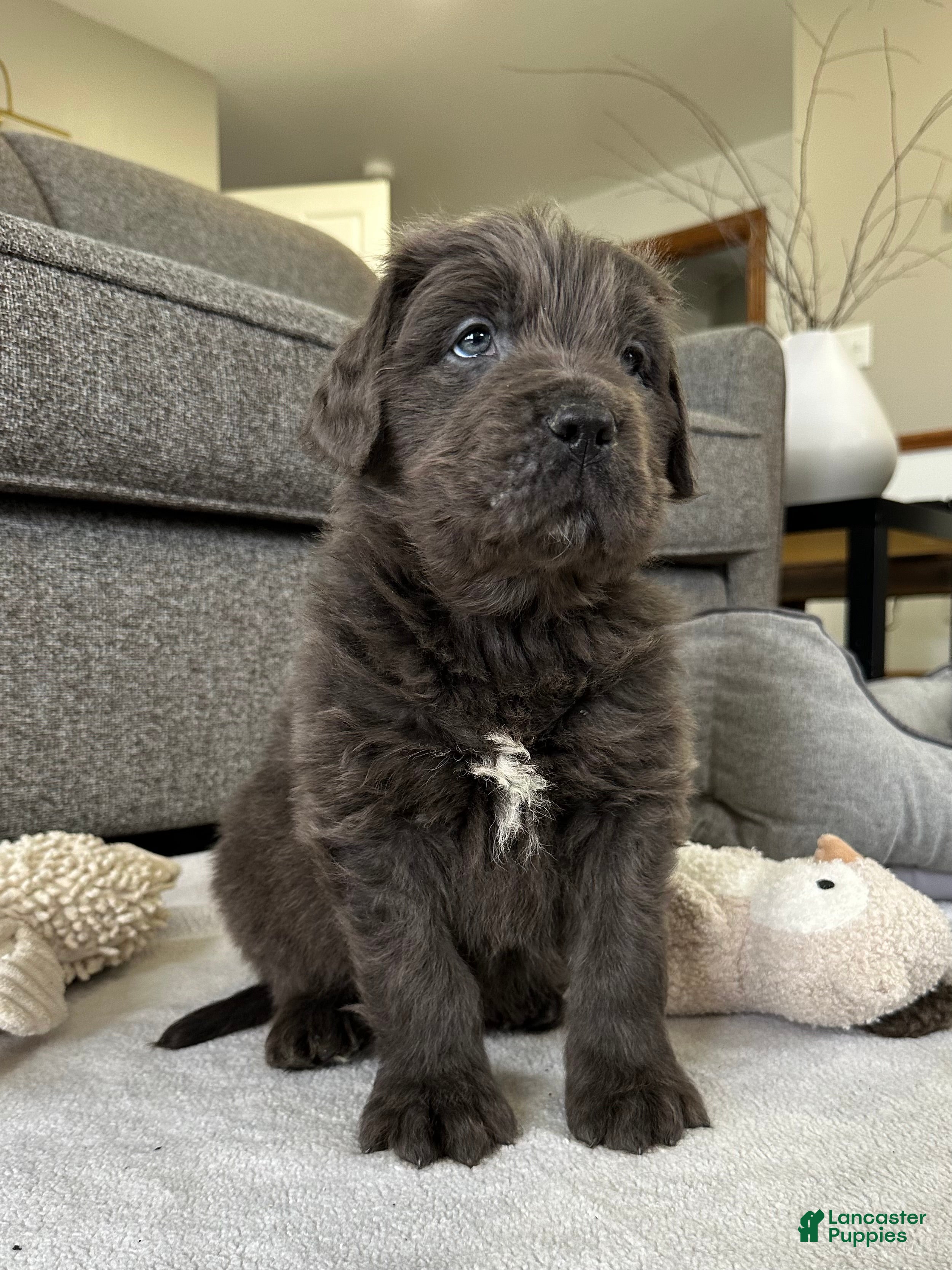 Newfoundland dogs AKC, OFA, CH, “Brok”  - Ad 1