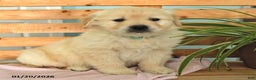 Golden Retriever dogs for sale: Kaya - Ad 2