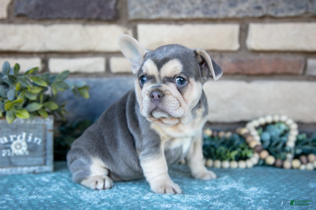French Bulldog dogs for sale: Zara - Ad 2