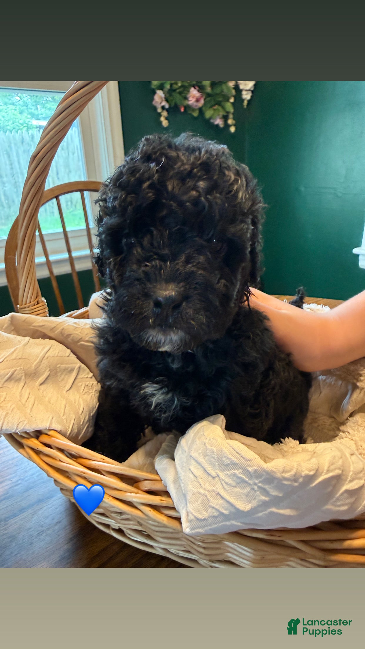 Mixed Breed dogs Boy 4 - Ad 13