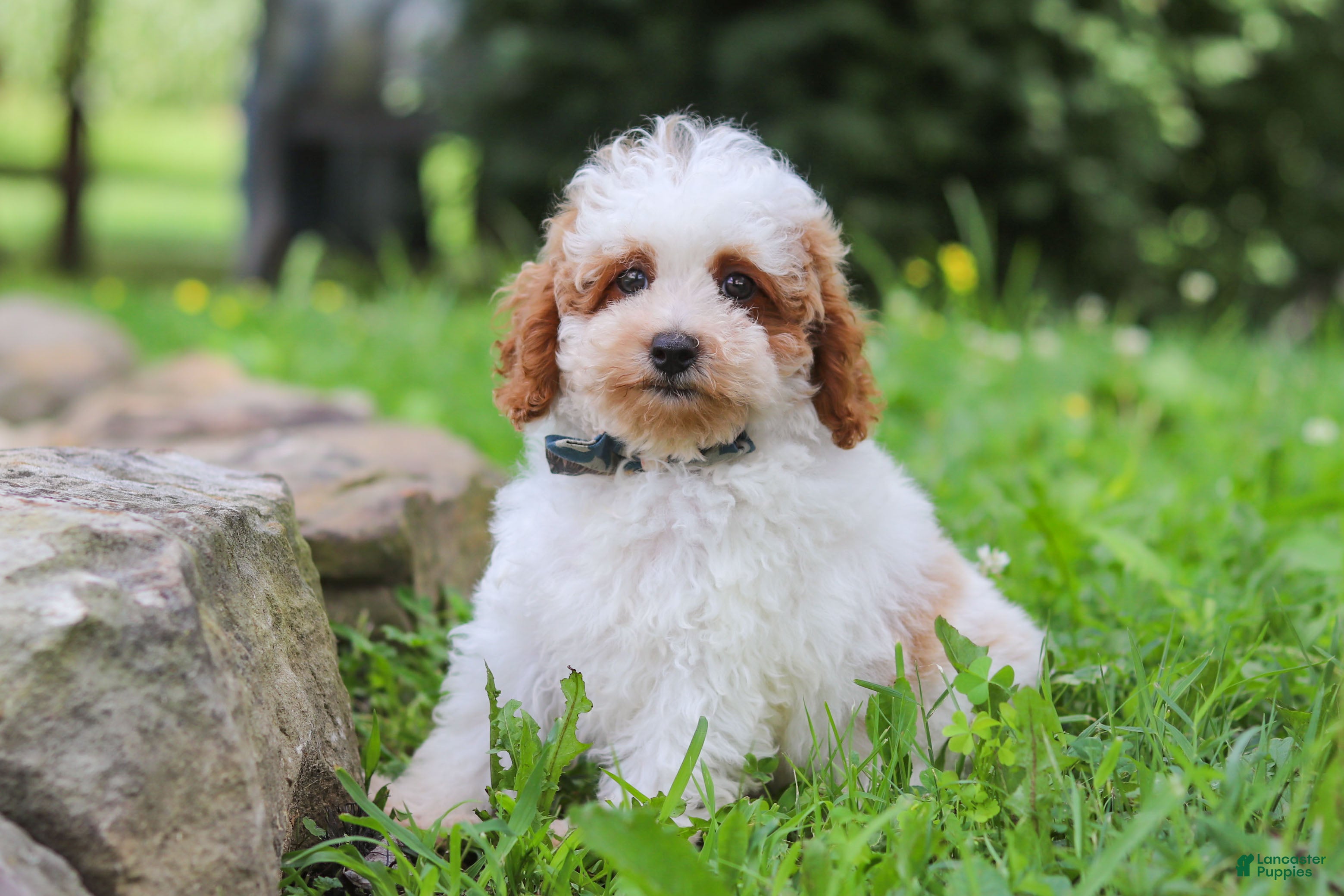 Miniature Poodle dogs Milo - Ad 2