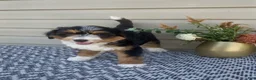 Mini Aussiedoodle dogs for sale: Amber - Ad 7