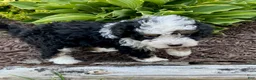 Mini Bernedoodle dogs for sale: Wesley- smallest in litter - Ad 3